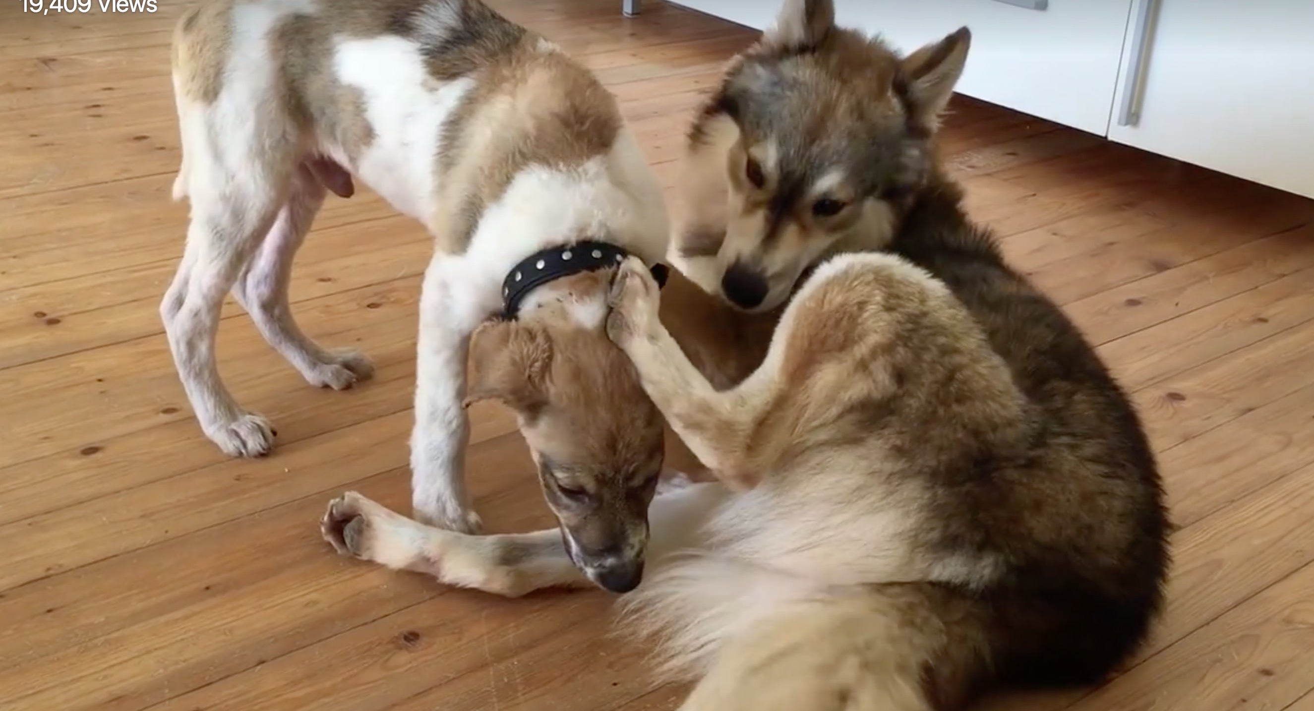 pascal-chien-cruaute-nouvelles-4