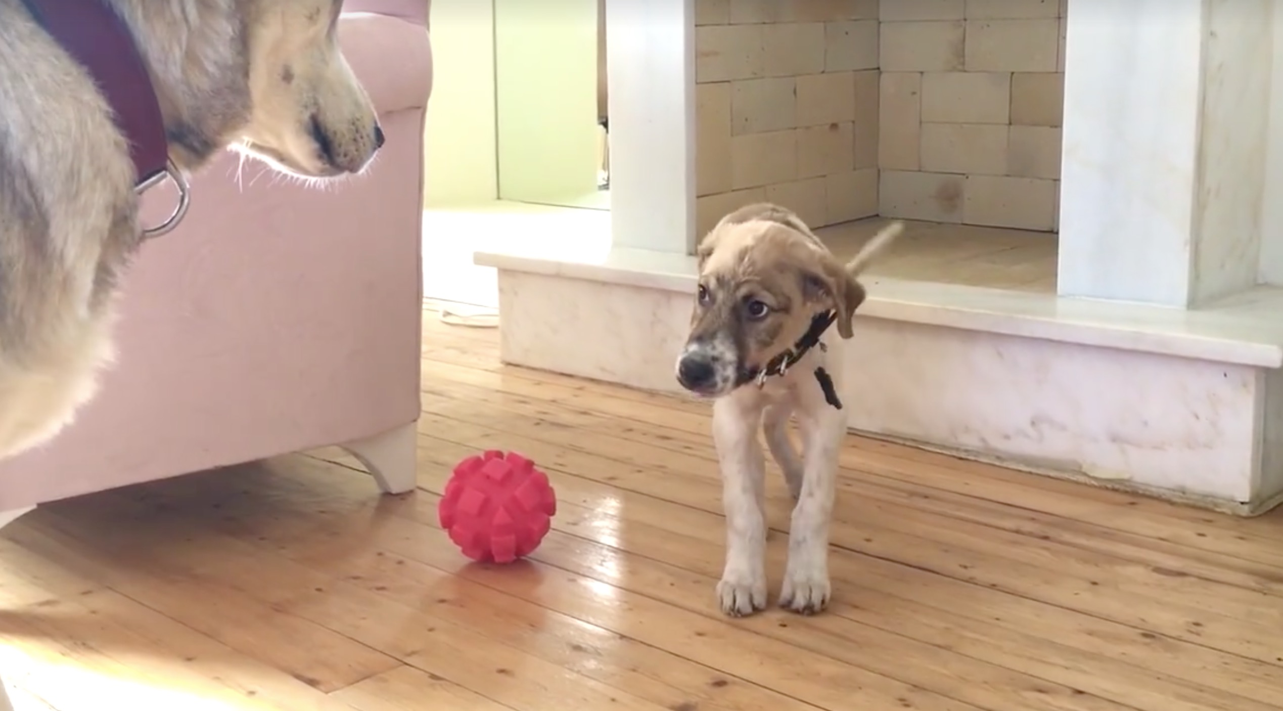 pascal-chien-cruaute-nouvelles-9