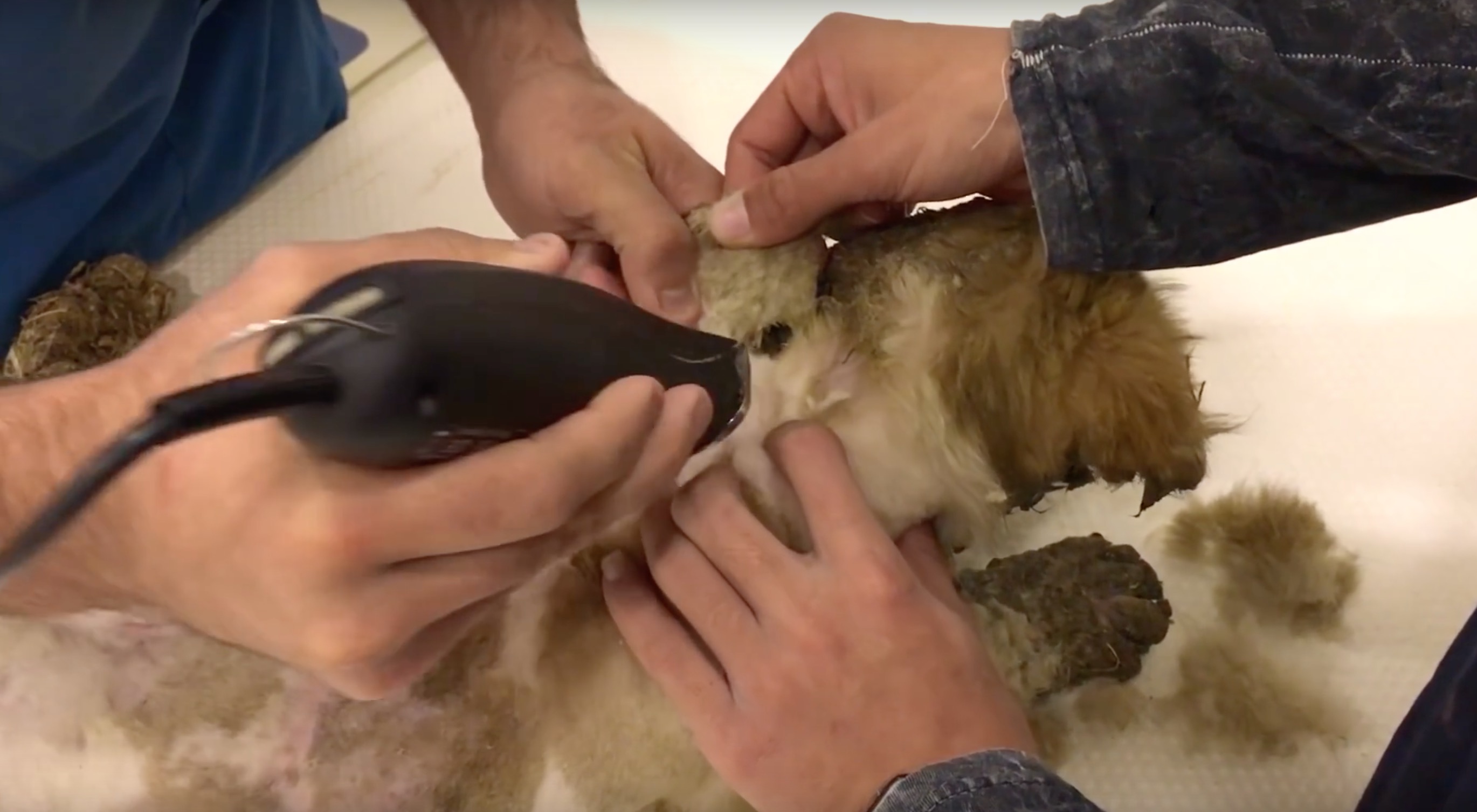 pascal-chien-colle-cruaute-2