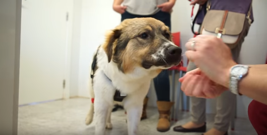 pascal-tortured-glue-adopted-1