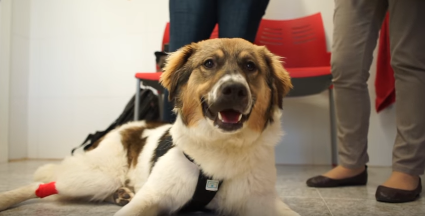 pascal-tortured-glue-adopted-2