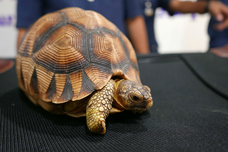 tortues-kuala-lumpur-saisies-valise-12