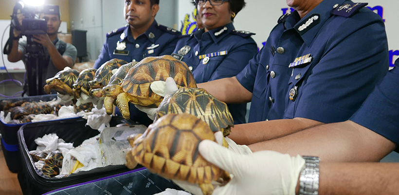 tortues-kuala-lumpur-saisies-valise-10