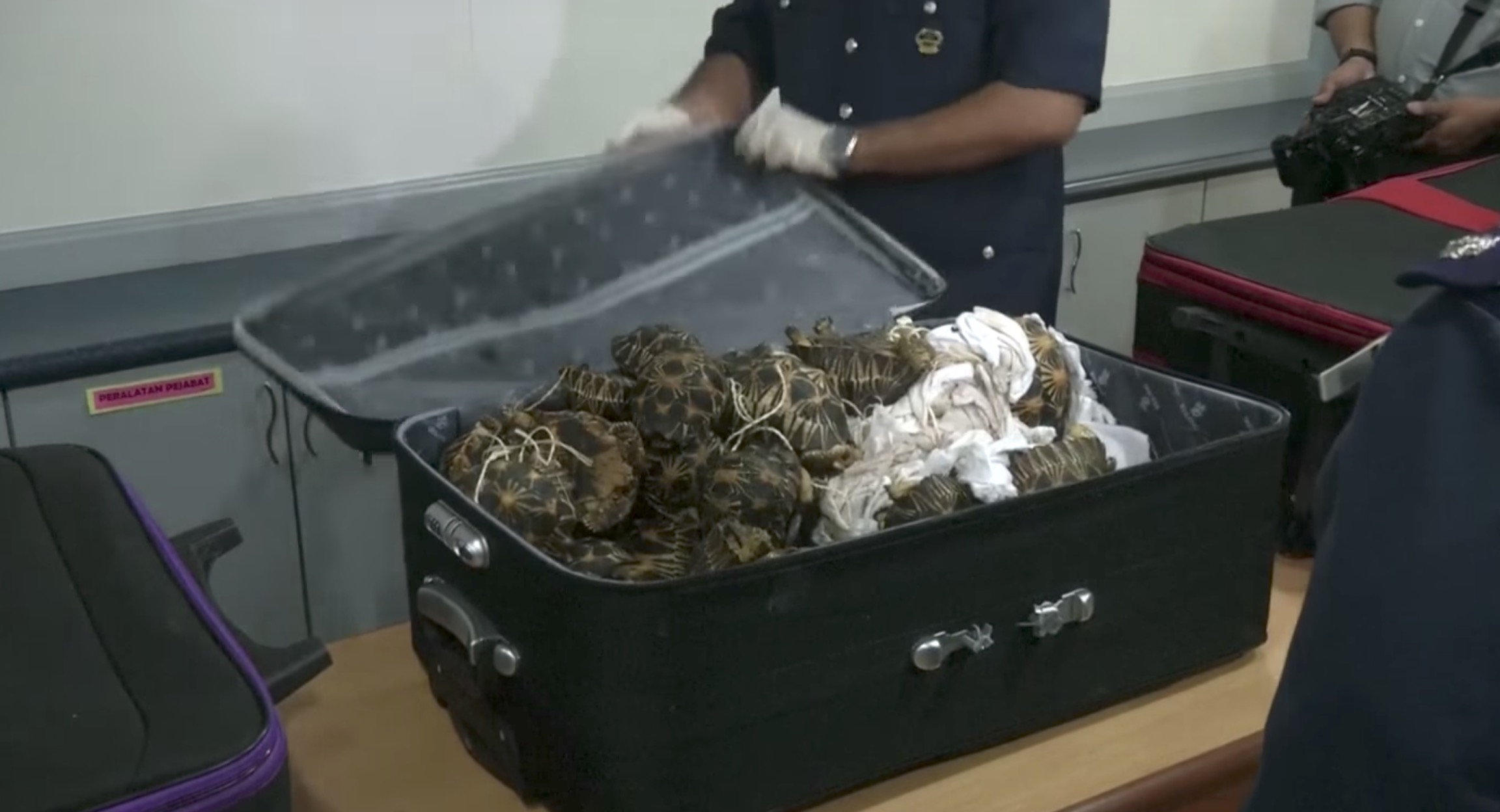 tortues-kuala-lumpur-saisies-valise-2