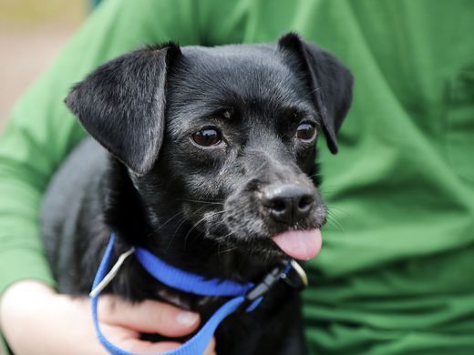 capone-chien-feu-sauvetage-1