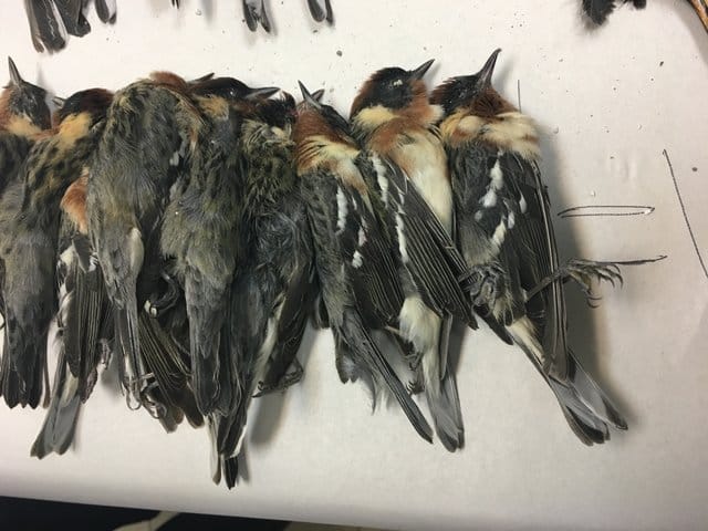 birds_killed_lights_4