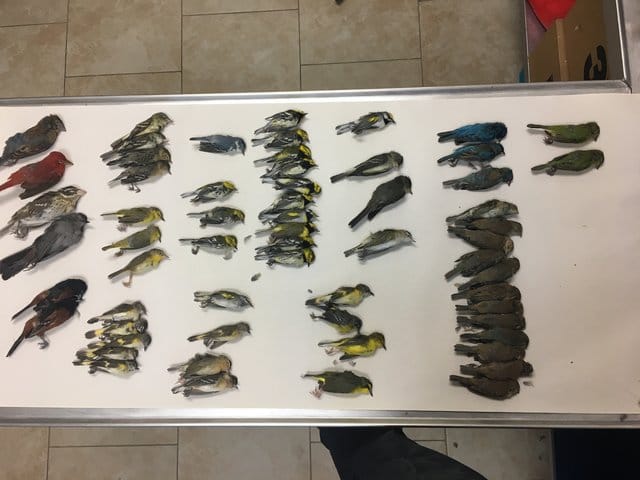 birds_killed_lights_3