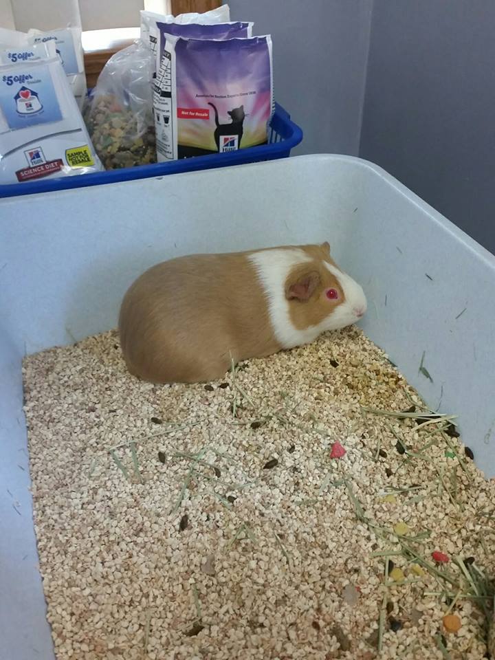 rosita_guinea_pig_mailbox_2