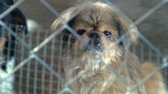 usine-a-chiots-arkansas-sauvetage-2