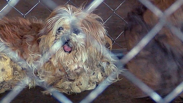 usine-a-chiots-arkansas-sauvetage-1