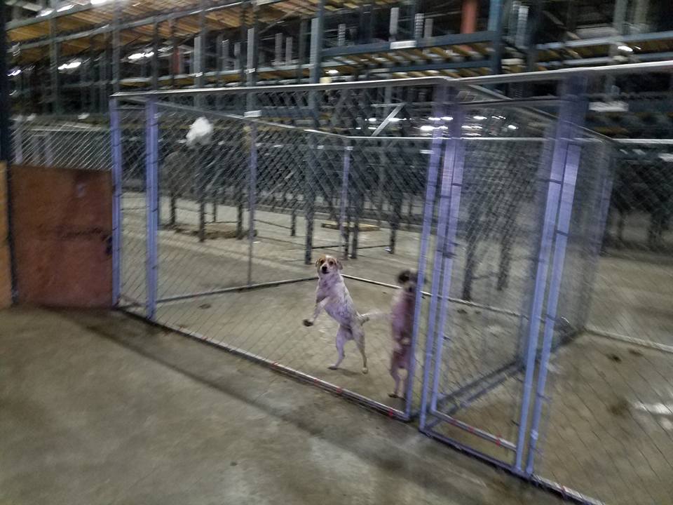 usine-a-chiots-arkansas-sauvetage-5