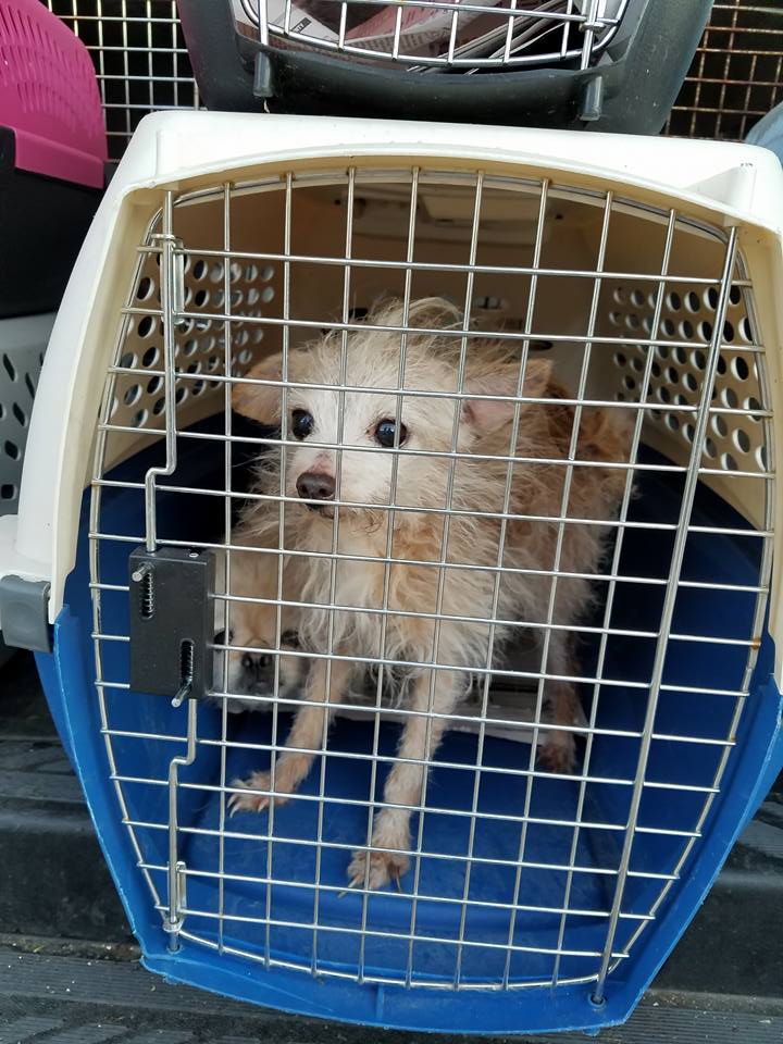 usine-a-chiots-arkansas-sauvetage-6