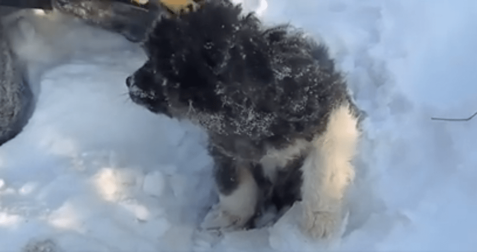 dog-russia-snow-4