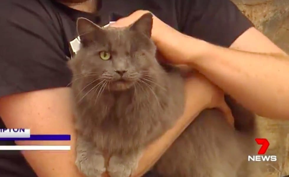 manny_cat_burglar_australia_4