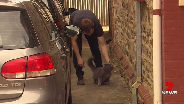 manny_cat_burglar_australia_1