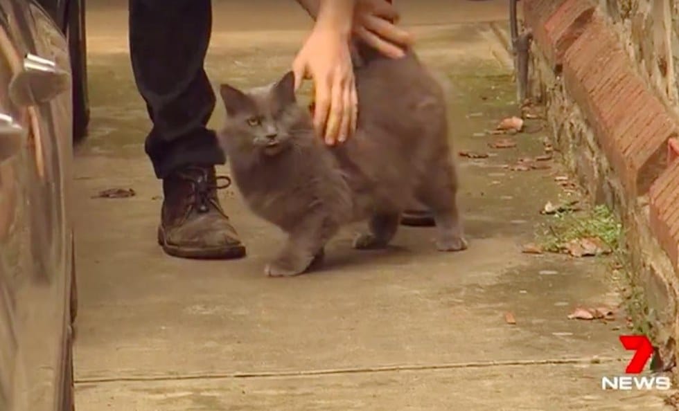 manny_cat_burglar_australia_3