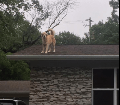 huck_the_roof_dog_3