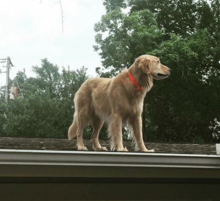 huck_the_roof_dog_2