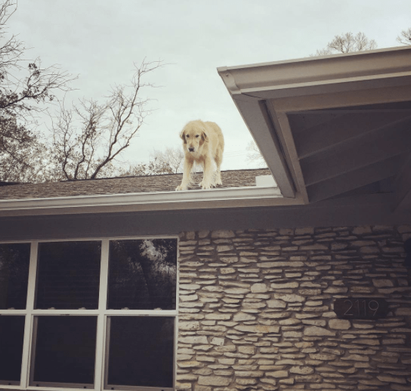 huck_the_roof_dog_1