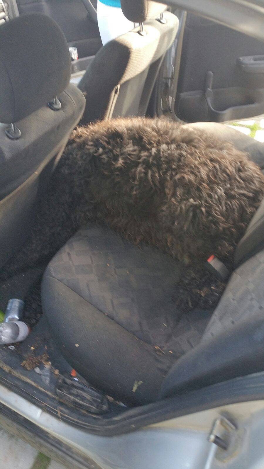 Hoensbroek-chien-mort-chaleur-voiture-1