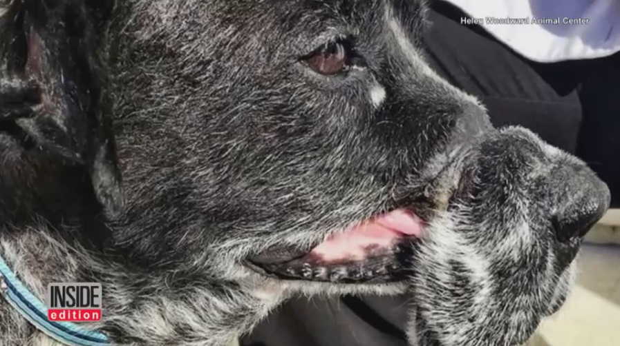 dwayne-muzzled-wire-2