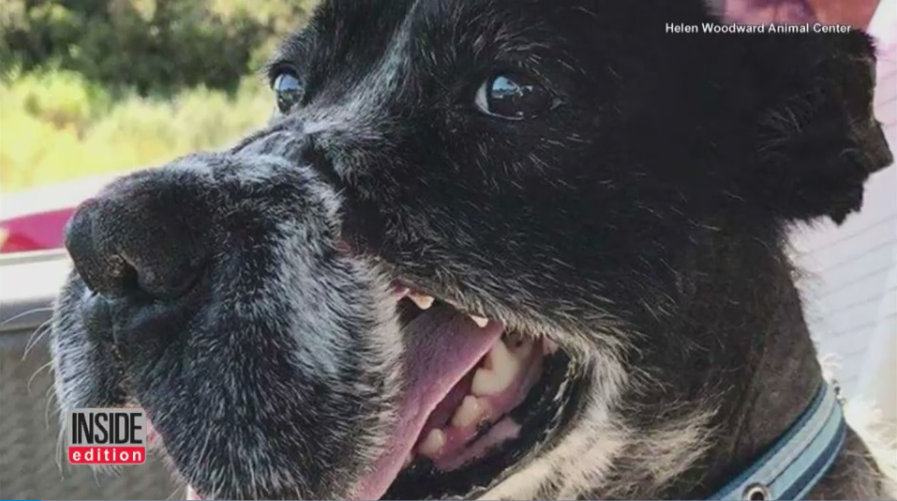 dwayne-muzzled-wire-1