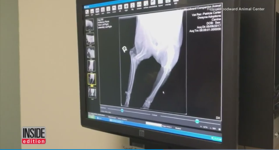 dwayne-muzzled-wire-4