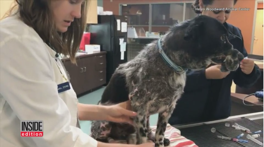 dwayne-muzzled-wire-3