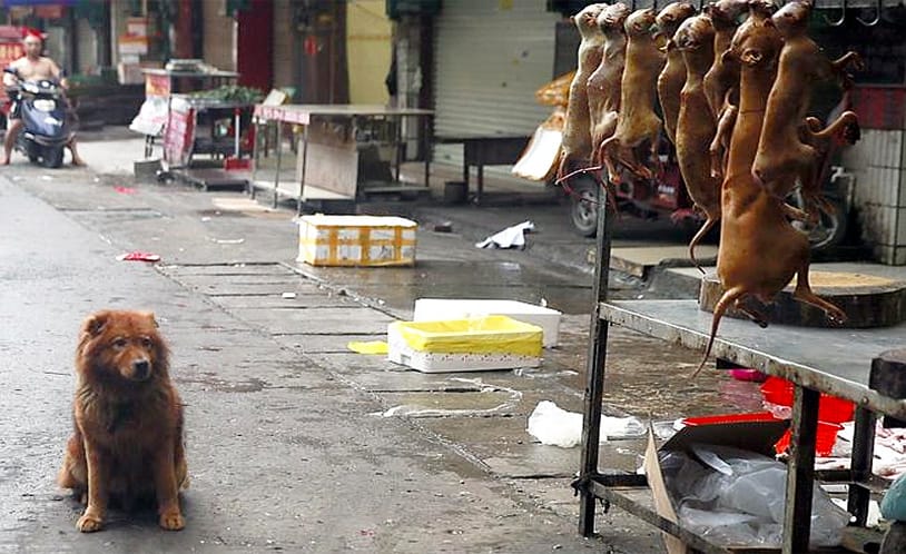yulin_dog_meat_ban_5