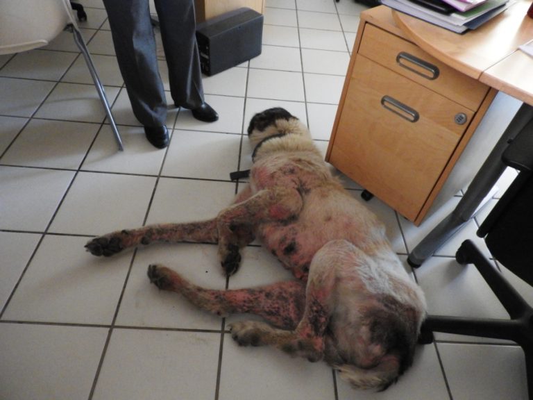 tina-senior-mange-dog-1