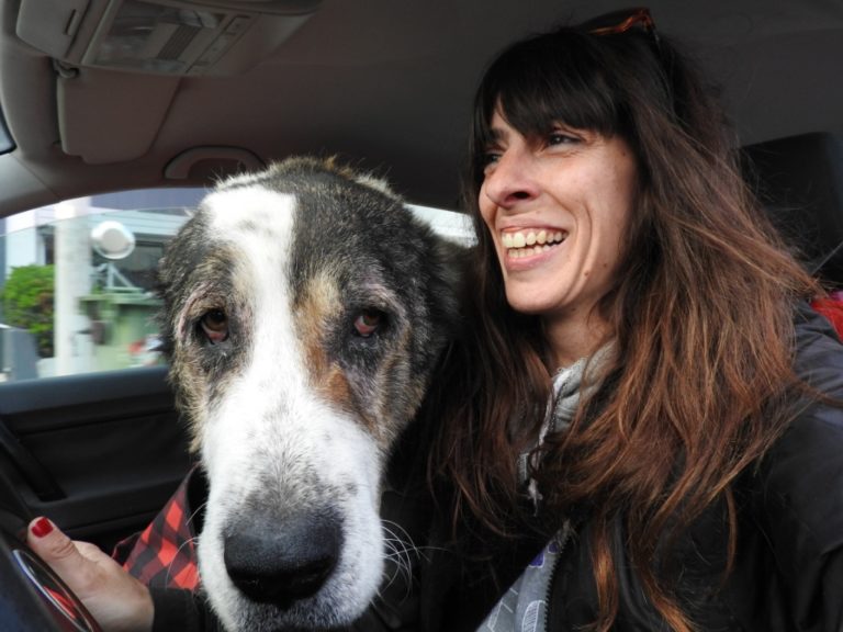 tina-senior-mange-dog-3