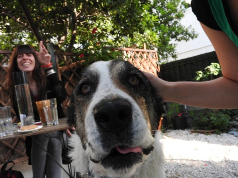 tina-senior-mange-dog-4