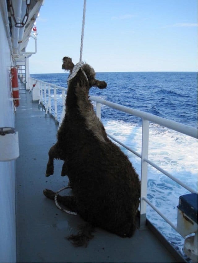 live_cargo_ships_dr_simpson_2