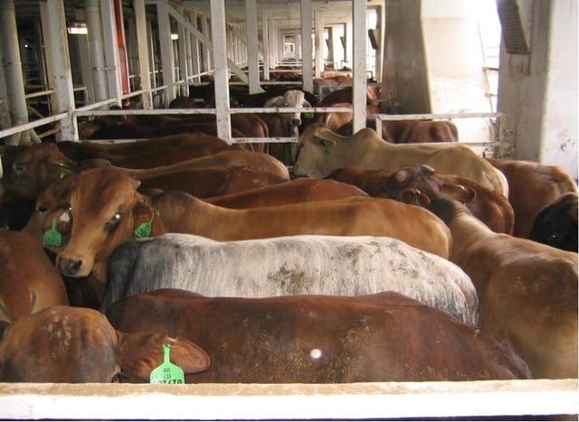 live_cargo_ships_dr_simpson_3