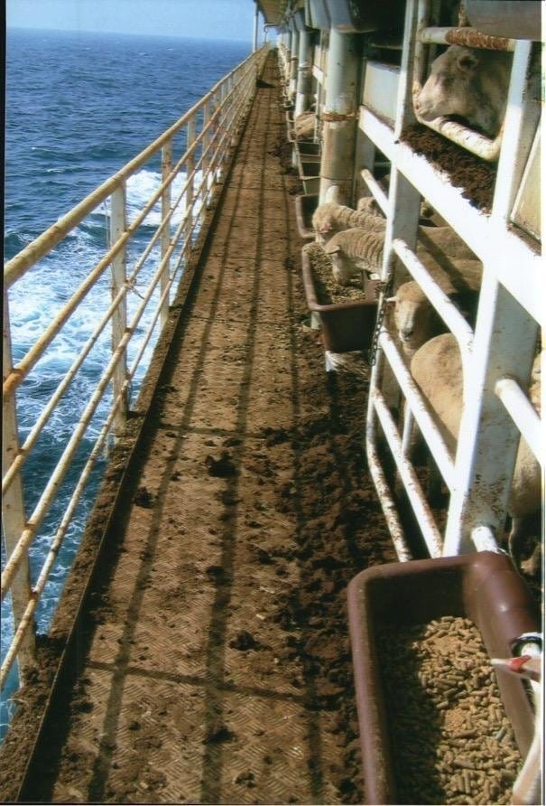 live_cargo_ships_dr_simpson_5