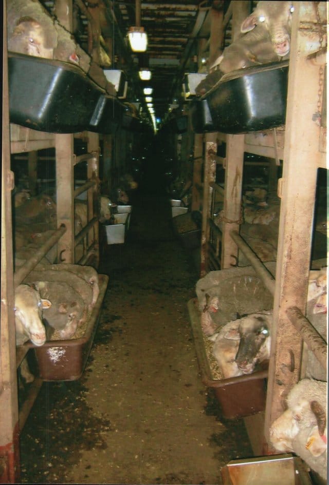 live_cargo_ships_dr_simpson_1