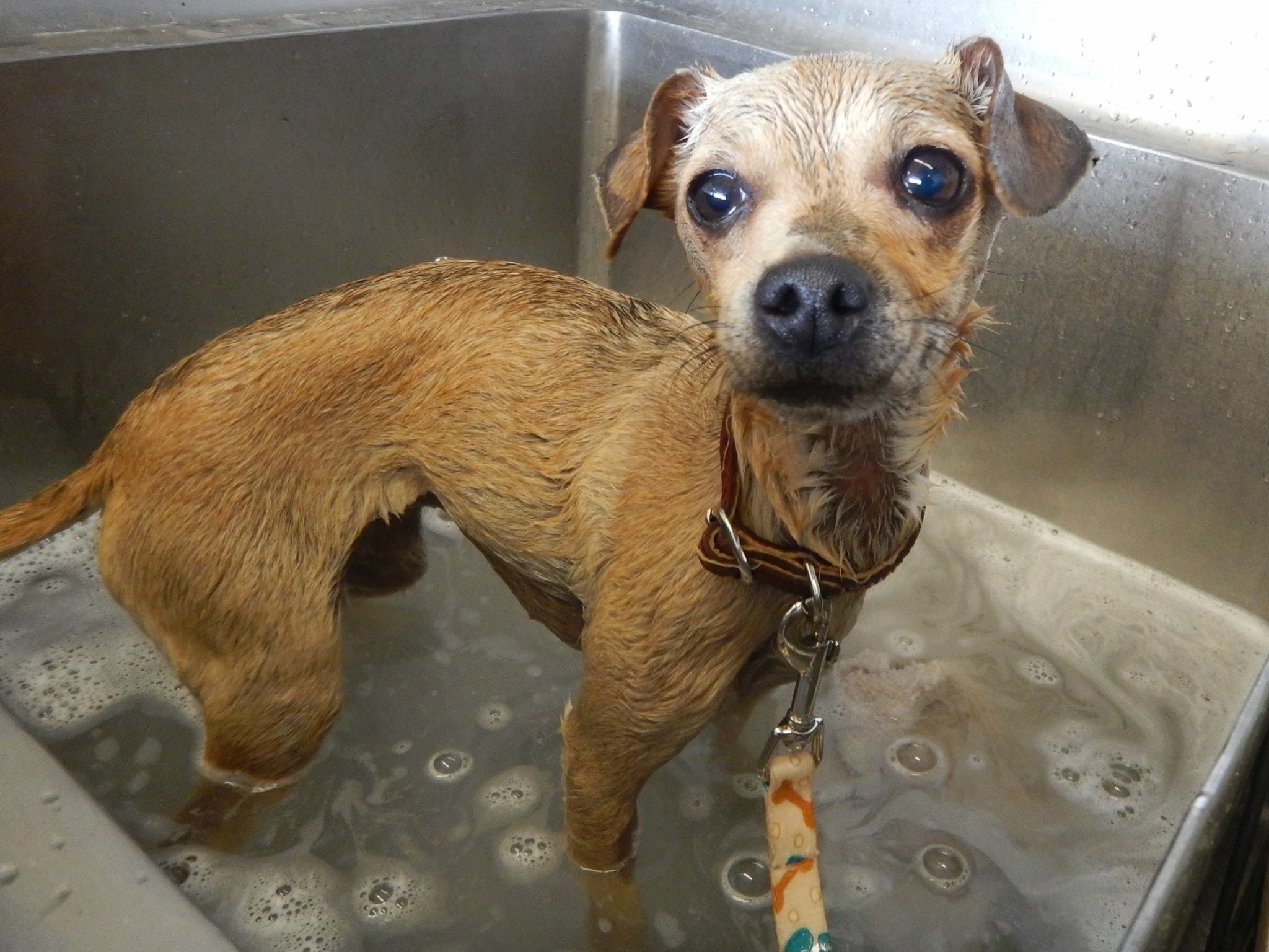 boo_dog_rescue_tree_3