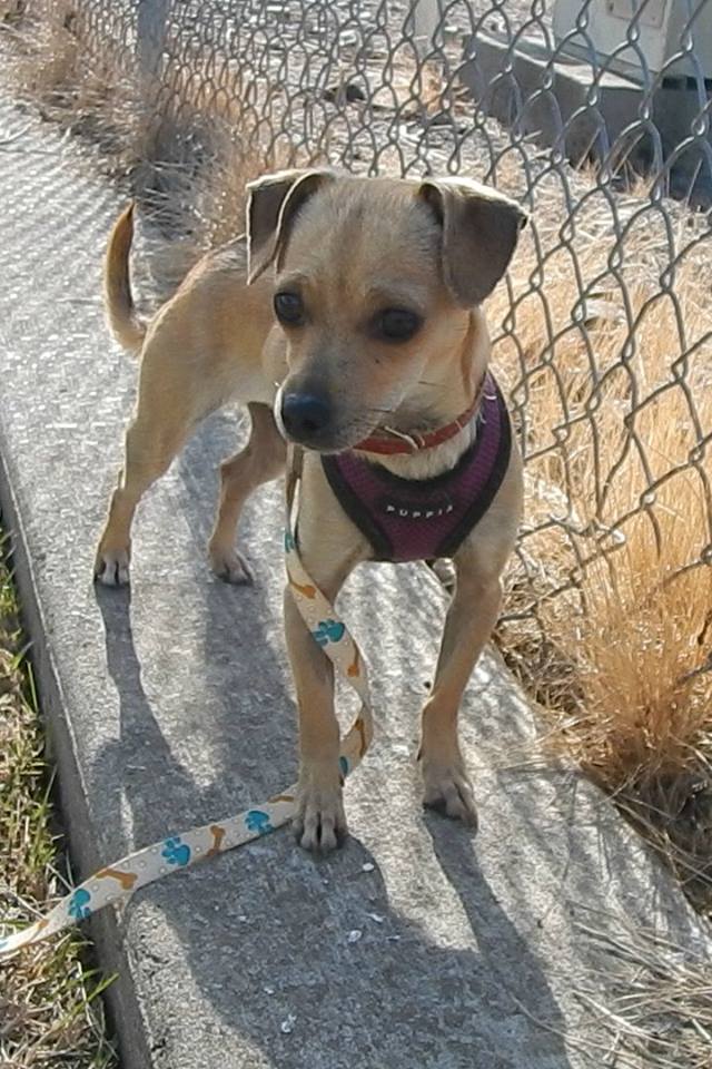 boo_dog_rescue_tree_4