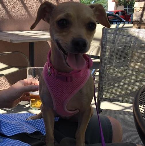 boo_dog_rescue_tree_5