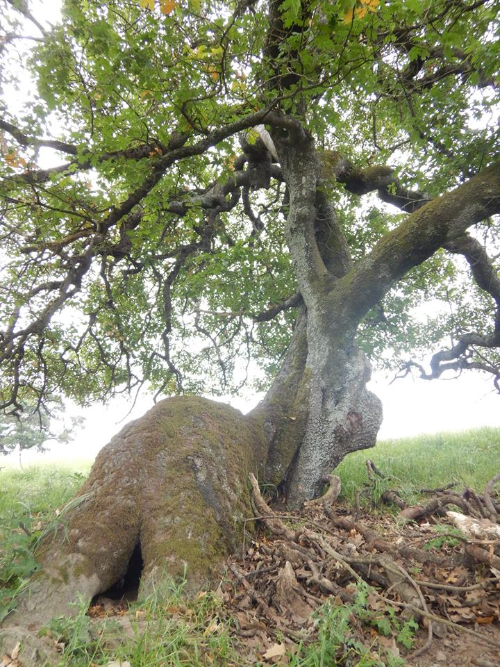 boo_dog_rescue_tree_1