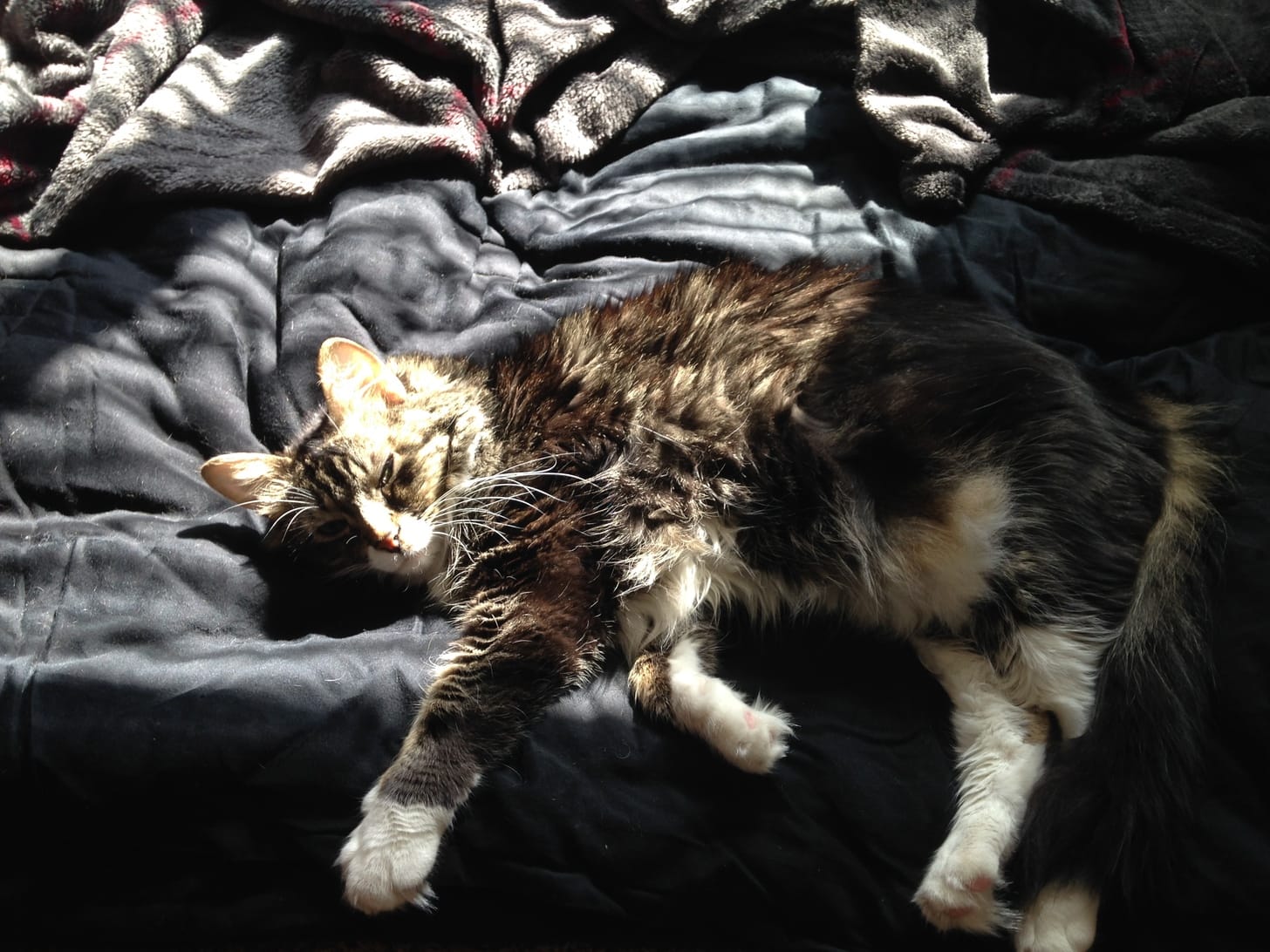 cat-hobbes-relationship-4