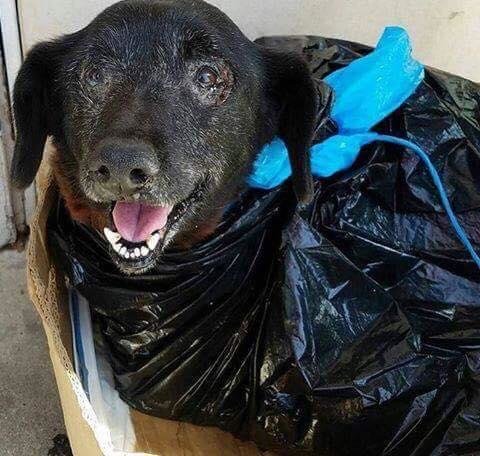 blackie-abandoned-trash-bag-1