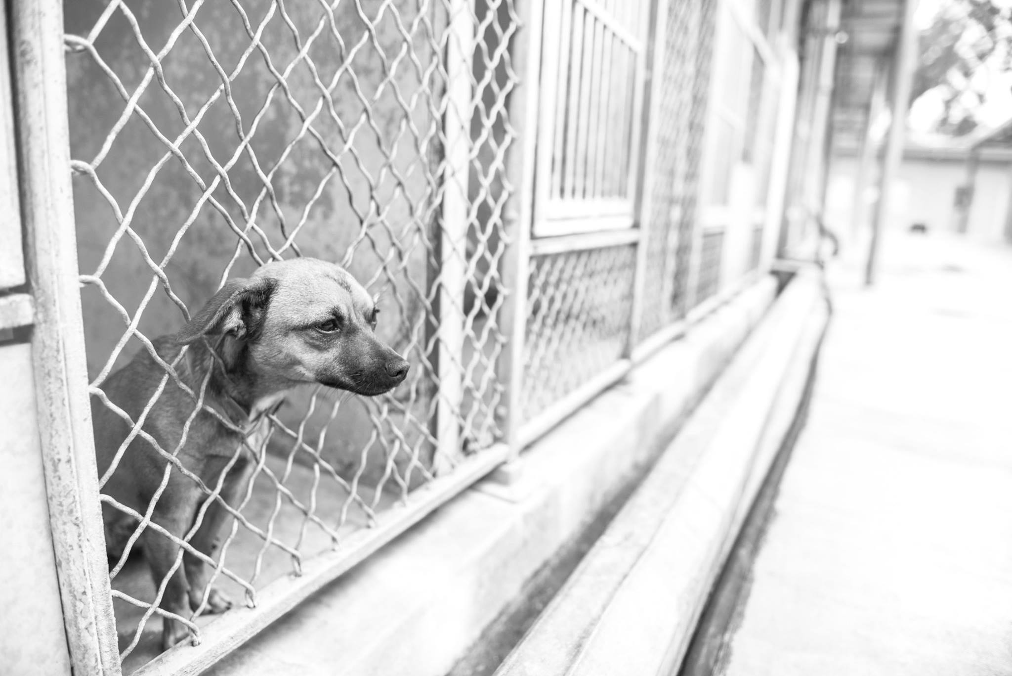 dog_no_name_los_angeles_photographer_4