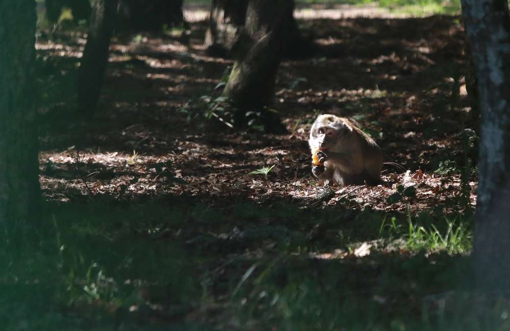 Abatage des macaques de la pinède des singes.