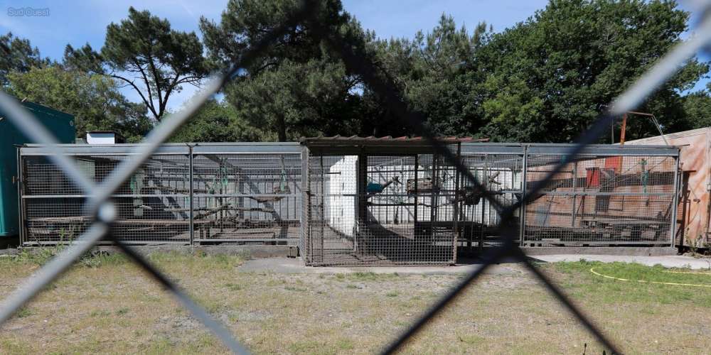 euthanasie-macaques-landes-1