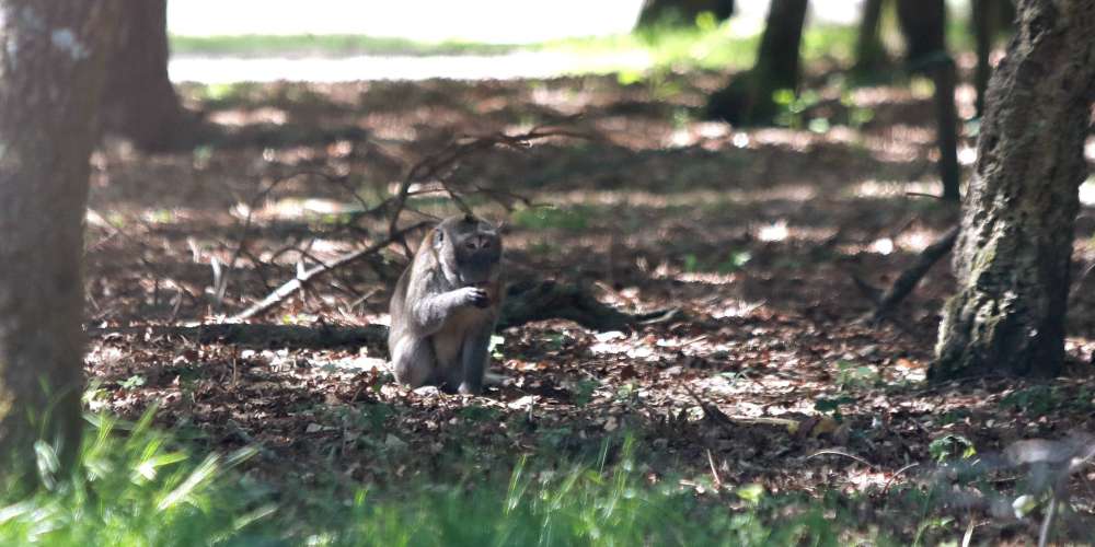L'un des deux macaques ayant échappé à l'euthanasie.