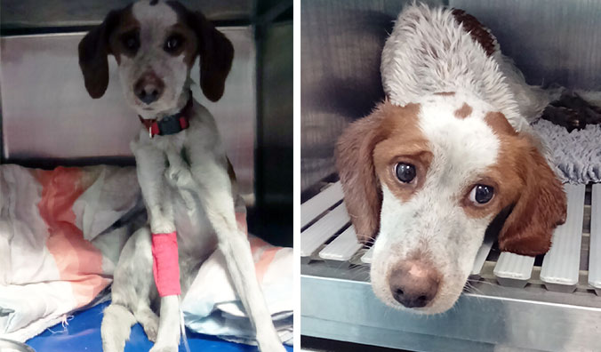 lilie-dixie-starving-4