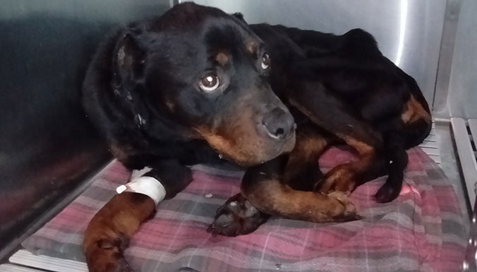 lilie-dixie-starving-3