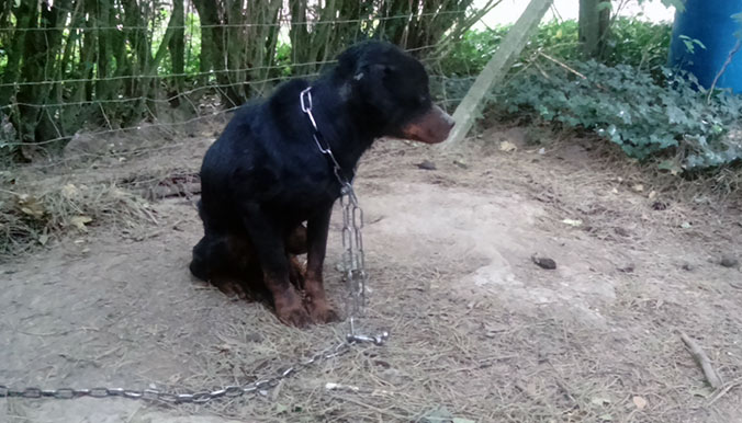 lilie-dixie-starving-2