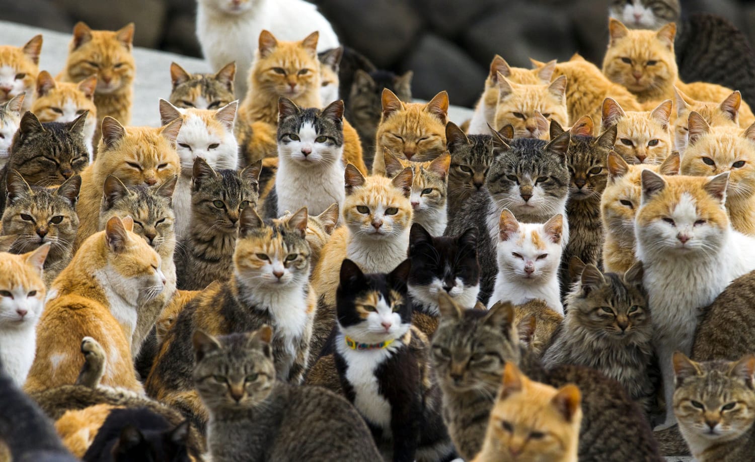 cat_island_japan_6